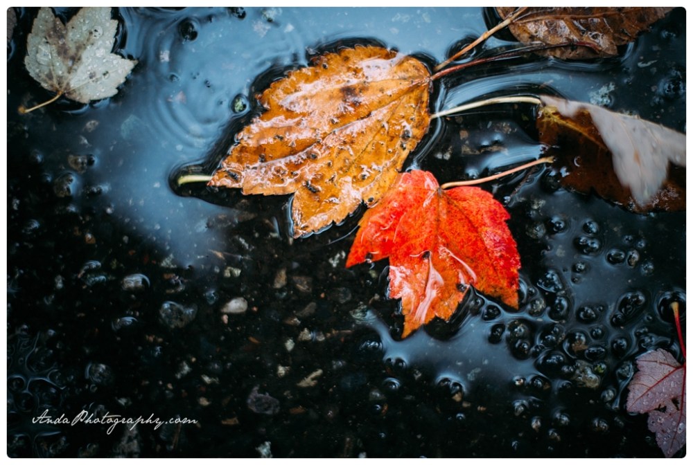 Anda Photography Bellingham wedding photography Bellingham lifestyle wedding photographer Maplehurst Farms_0002
