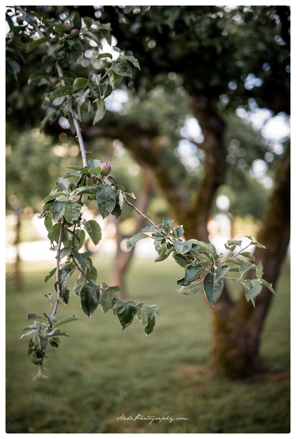 Anda Photography Bellingham wedding photographer Hovander park wedding Bellingham lifestyle wedding photographer whatcom county engagement photographer_0035