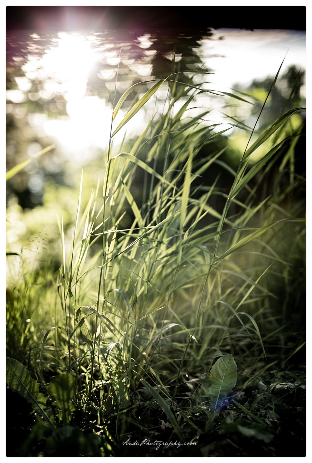 Anda Photography Bellingham wedding photographer Hovander park wedding Bellingham lifestyle wedding photographer whatcom county engagement photographer_0058