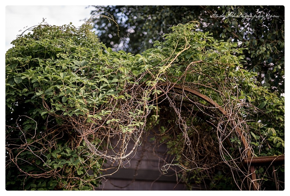 Anda Photography Bellingham wedding photographer Hidden Meadows wedding Bellingham lifestyle wedding photographer whatcom county engagement photographer_0043b